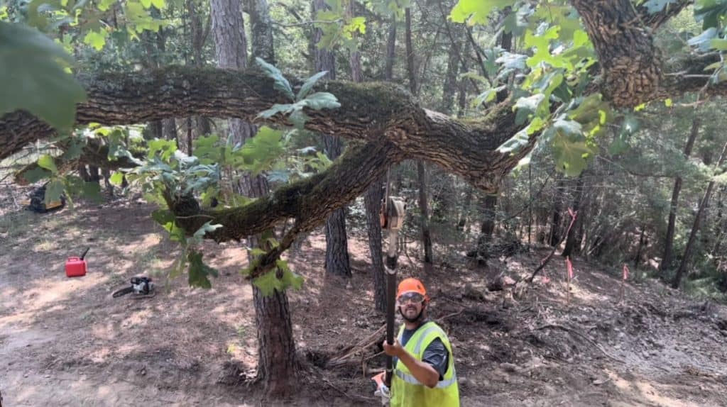 A man in an orange hard hat standing next to trees.