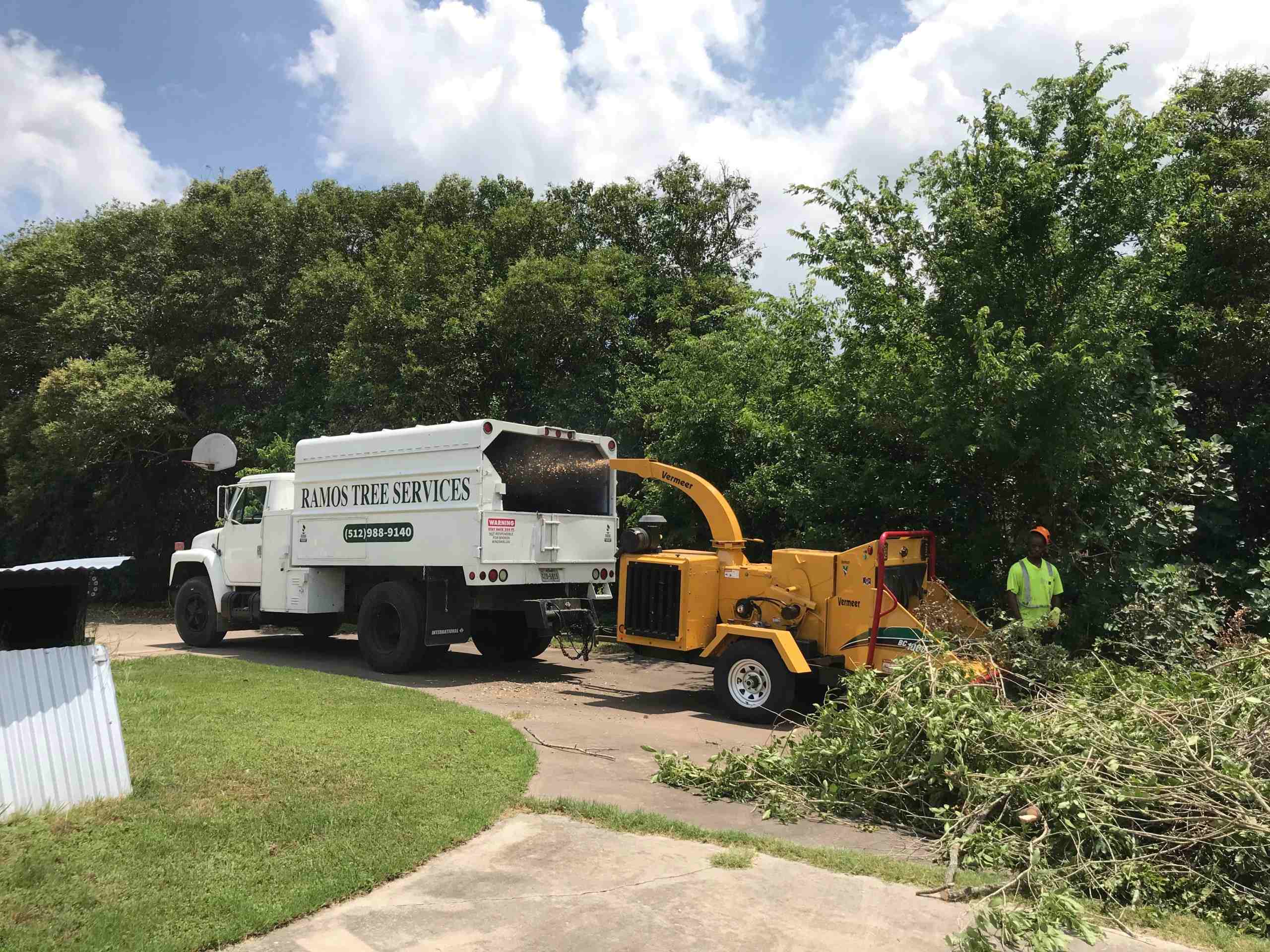 A tree removal truck is parked near some trees.
