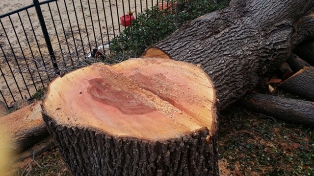 Ramos Tree Stump Removal